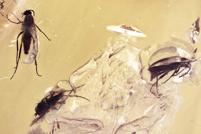 Detailed Fossil False Flower Beetle, Fly & Fungus Gnat in Baltic Amber #343310